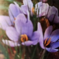 Saffron Crocus