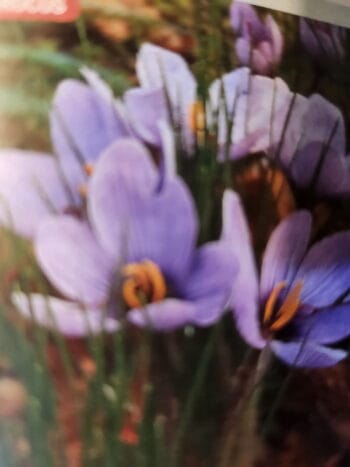 Saffron Crocus