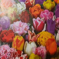 All Spring Tulip Mix