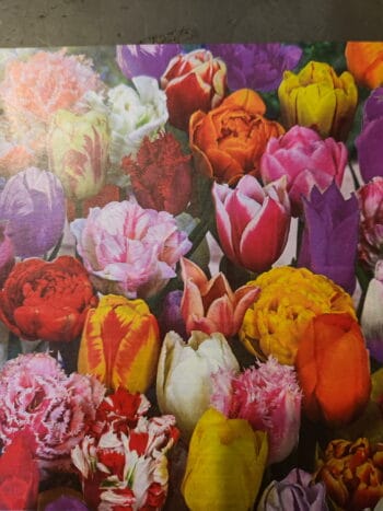 All Spring Tulip Mix
