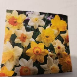 Daffodils