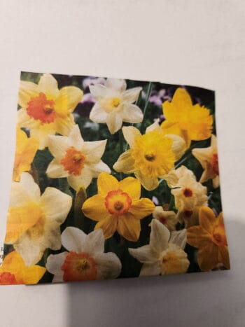 Daffodils