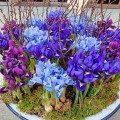 Rock Garden Iris