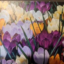 Species Crocus Mix