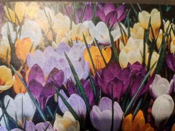 Species Crocus Mix