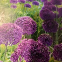 Purple Sensation Alliums