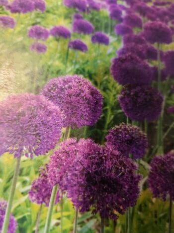 Purple Sensation Alliums