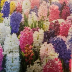 Hyacinth