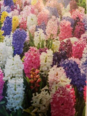 Hyacinth