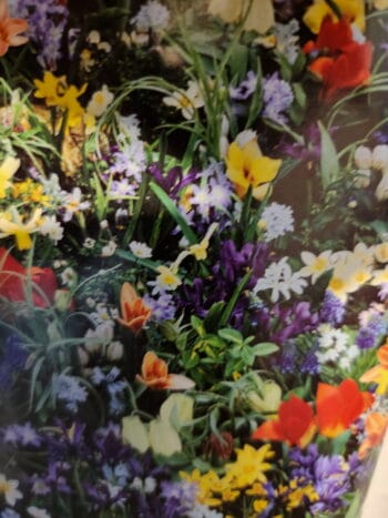 Wildflower Bulb Mix