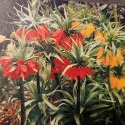 Fritillaria Imperialis- Red