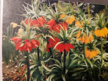 Fritillaria Imperialis- Yellow