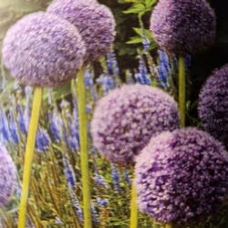 Giant Gladiator Alliums