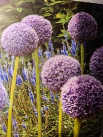 Giant Gladiator Alliums